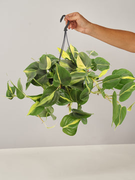 Philodendron Scandens Brazil, Ampel