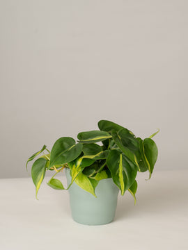 Philodendron Scandens Brazil Baumfreund