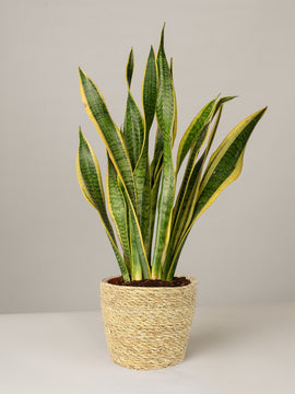 Sansevieria Laurentii Bogenhanf im Korbtopf