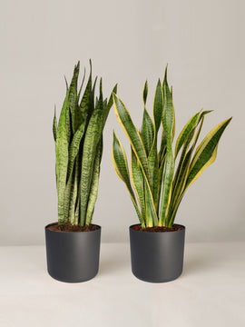 Sansevieria Zeylanica, Sansevieria Laurentii, Bogenhanf Duo, 50 cm