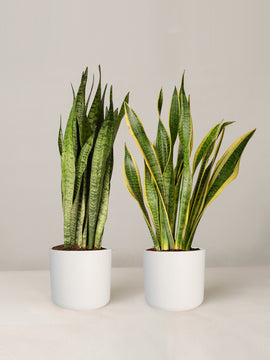 Sansevieria Zeylanica, Sansevieria Laurentii, Bogenhanf Duo, 50 cm