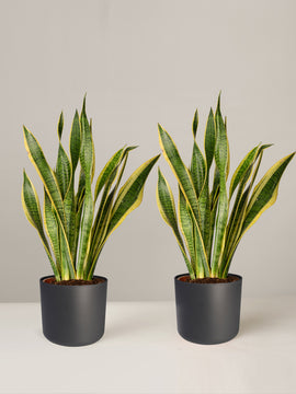 Sansevieria Laurentii Bogenhanf Duo, 55 cm