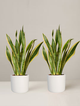 Sansevieria Laurentii Bogenhanf Duo, 55 cm