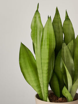 Sansevieria Moonshine Bogenhanf Duo, 50cm