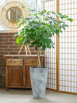 Schefflera Arboricola Compacta XXL, 120 cm, mit Hochtopf
