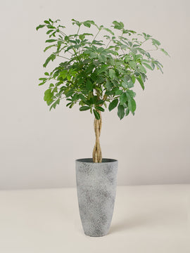 Schefflera Arboricola Compacta XXL, 120 cm, mit Hochtopf