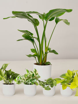 Strelitzia Nicolai XL, Efeutute Scindapsus Pictus Trebie, Marble Queen, N'joy, Philodendron Neon