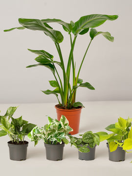 Strelitzia Nicolai XL, Efeutute Scindapsus Pictus Trebie, Marble Queen, N'joy, Philodendron Neon