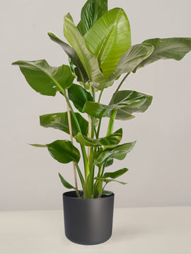 Strelitzia Nicolai Paradiesvogelblume XXL, 100cm
