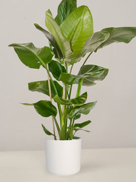 Strelitzia Nicolai Paradiesvogelblume XXL, 100cm