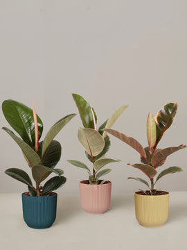 Ficus Robusta, Ficus Tineke, Ficus Belize - Trio mit Übertopf