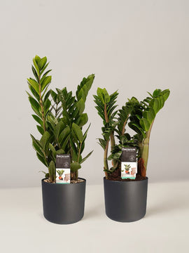 Zamioculcas Zamiifolia, Zamioculcas Zenzi Glücksfeder, Duo