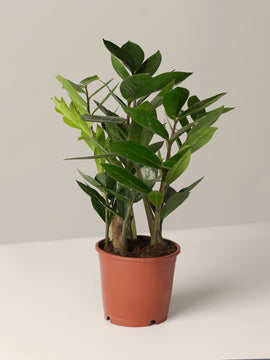 Zamioculcas Zamiifolia Glücksfeder