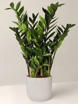 Zamioculcas Zamiifolia XL