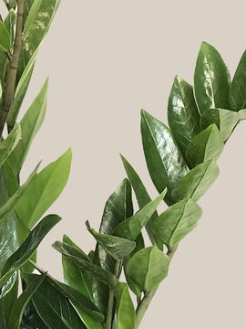 Zamioculcas Zamiifolia, Zamioculcas Zenzi Glücksfeder, Duo