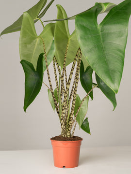 Alocasia Zebrina Pfeilblatt