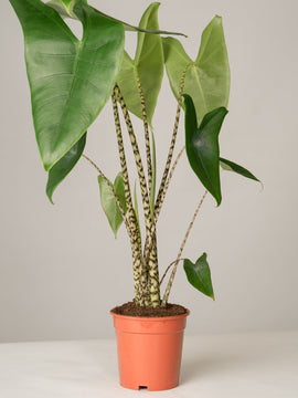 Alocasia Zebrina Pfeilblatt XL
