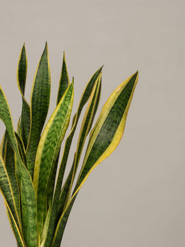 Sansevieria Laurentii Bogenhanf im Korbtopf