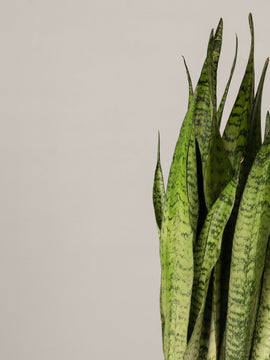 Sansevieria Zeylanica Bogenhanf XL