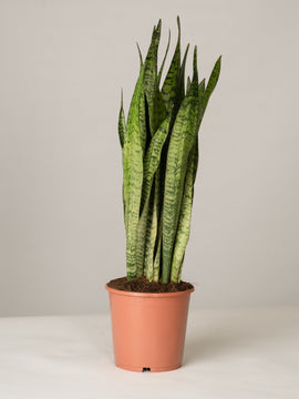 Sansevieria Zeylanica Bogenhanf XL