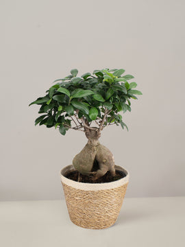 Ficus Ginseng mit Übertopf XL
