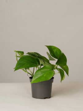 Efeutute Aureum Pinnatum