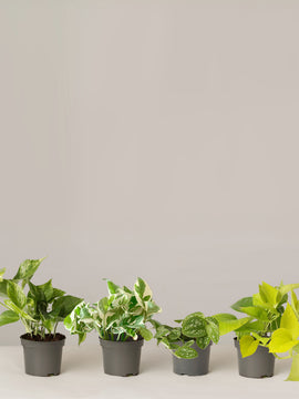 Efeutute Scindapsus Pictus Trebie, Marble Queen, N'joy, Philodendron Neon