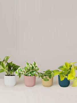 Efeutute Scindapsus Pictus Trebie, Marble Queen, N'joy, Philodendron Neon