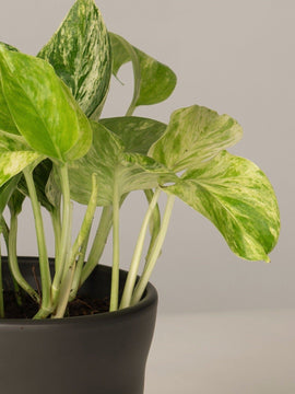 Efeutute Marble Queen 2for1