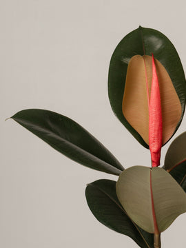 Gummibaum Ficus Elastica Abidjan