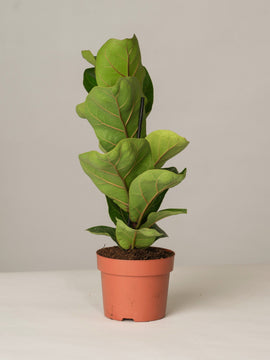 Geigenfeige Ficus Lyrata Bambino