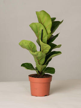 Geigenfeige Ficus Lyrata Bambino