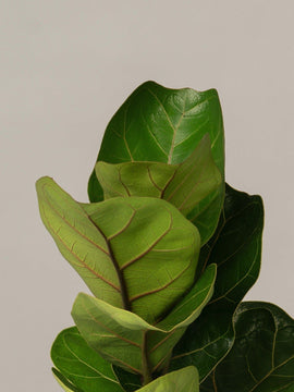 Geigenfeige Ficus Lyrata