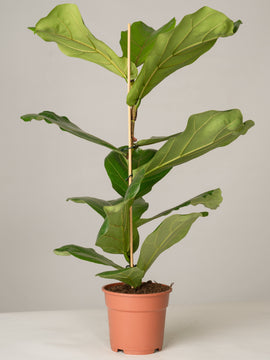Geigenfeige Ficus Lyrata