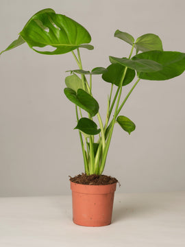 Fensterblatt Monstera Deliciosa