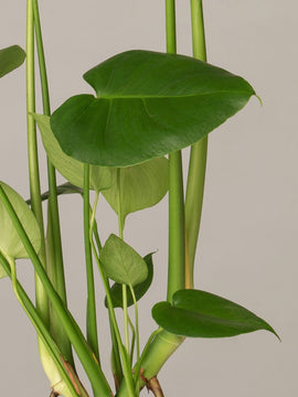 Fensterblatt Monstera Deliciosa