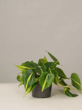 Philodendron Scandens Brazil Baumfreund